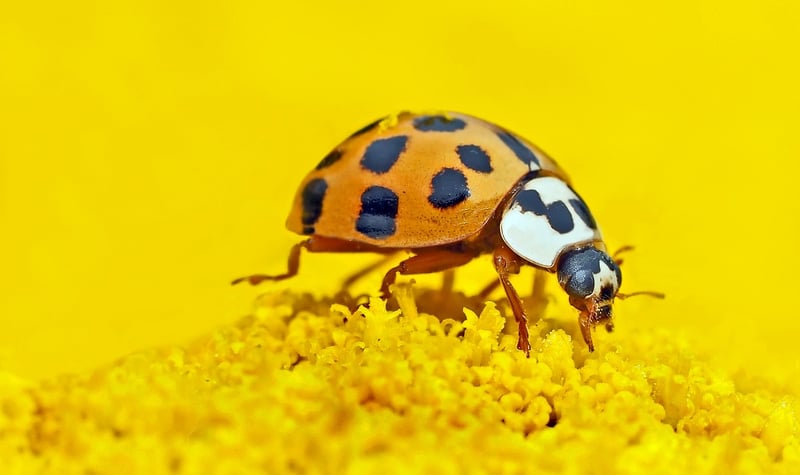 Pollinator Habitats